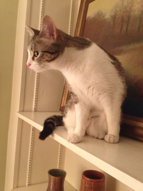 Georgie on the bookshelf, looking for trouble.